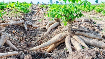 Cassava value addition, not just production, key to Nigeria's economic growth — Matna Foods official