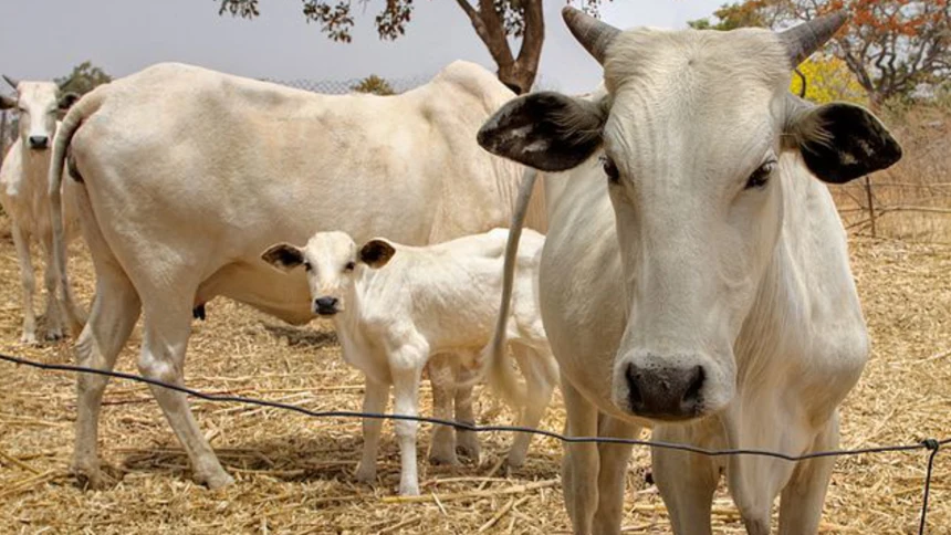 Two Nigeriens, nine others arrested in Jigawa for alleged cattle rustling