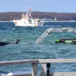 German Team Uses Excavators In Bid To Rescue Beached Whale
