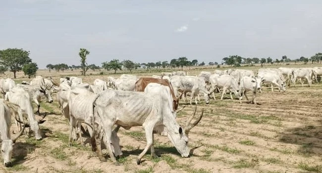 Katsina Police Recover 12 Cows, Foil Bandit Attack After Midnight Gunfight in Bakori